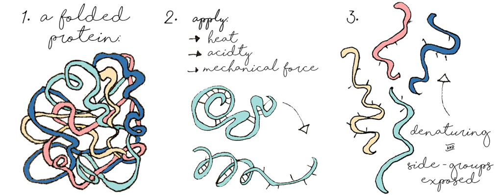 Denaturing protein illustration